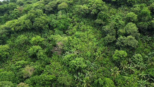Aerial orbit of mountainside, tropical jungle with Acacia, palm, and abaca trees in Catanduanes, Philippines.