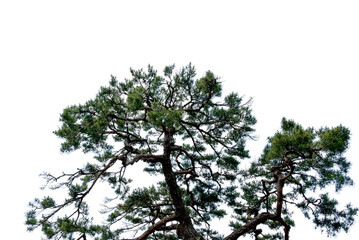 합성용 나무 png파일