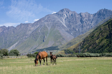Horses grazing on a lawn near high mountains