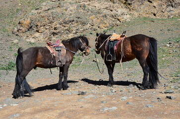 two horses on the beach