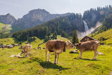 herd of swiss cows on an alpine meadow in summer in front of Stäuber Waterfall, Uri