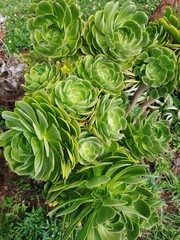 close up of a plant