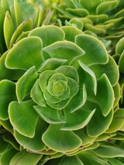 Fototapeta premium close up of a green plant