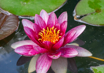 pink water lilly in the garden pond