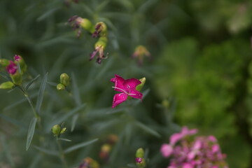  Pink Flowers