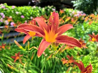 Fototapeta premium orange tiger lily