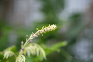 Pflanzen in der Natur