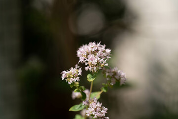 Pflanzen in der Natur