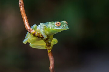 Glass frog in Costa Rica