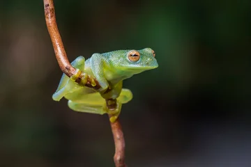 Gordijnen Glass frog in Costa Rica © Daniel Jara