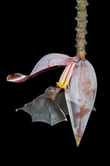 Pallas's long-tongued bat (Glossophaga soricina) flying