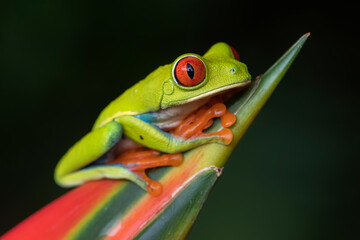 Red-eyed tree frog (Agalychnis callidryas)