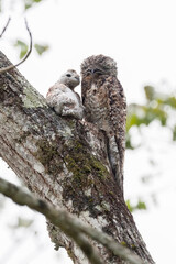 Common potoo (Nyctibius griseus) in the wild