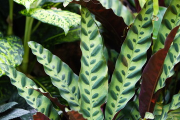 Calathea lancifolia, Goeppertia lancifolia), the rattlesnake plant, is a species of flowering plant...