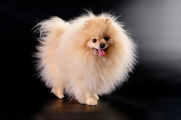 Young funny pomeranian on a black background in a rack