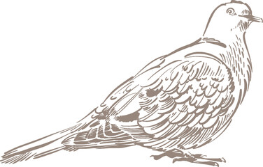 hand-drawn illustration of a pigeon bird