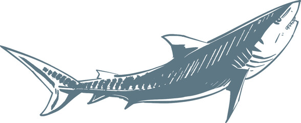vector illustration sketch of a shark