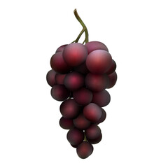 Black grape bunch isolated on white. Vector illustration of dark red grape.