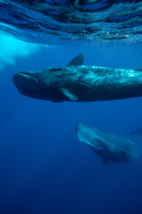 Fototapeta premium Family of sperm whales swimming in the ocean
