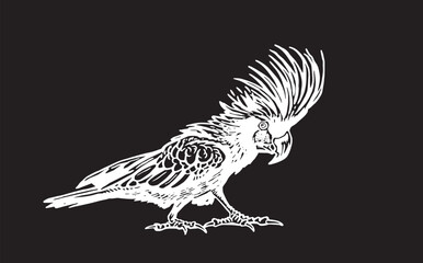 Graphical parrot cockatoo isolated on black,vector element of bird.Ink pen parrot