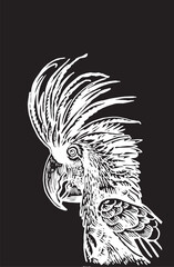 Graphical parrot cockatoo isolated on black,vector element of bird.Ink pen parrot