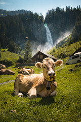 cow portrait on a alpine meadow in front of a waterfall, switzerland