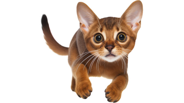 Pouncing Bilder – Durchsuchen 7,482 Archivfotos, Vektorgrafiken und ...