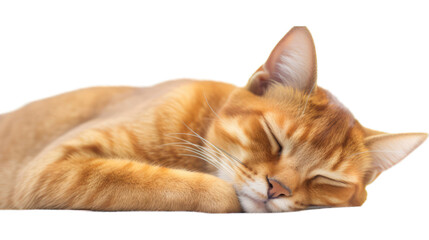 Sleeping Abyssinian Cat in Peace - Transparent Background