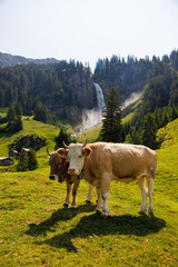 Fototapeta na wymiar swiss cow on a alpine meadow in front of a waterfall