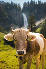 swiss cow on a alpine meadow in front of a waterfall