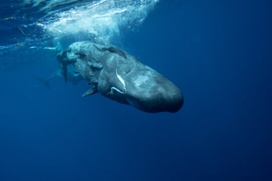 Family of sperm whales swimming in the ocean