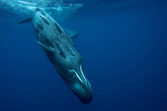 Family of sperm whales swimming in the ocean