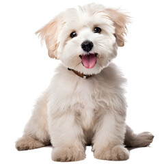 Smile maltipool Maltese poodle puppy little dog pet teddy brown white isolated 