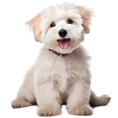 Zelfklevend Fotobehang Smile maltipool Maltese poodle puppy little dog pet teddy brown white isolated  © YasumiHouse