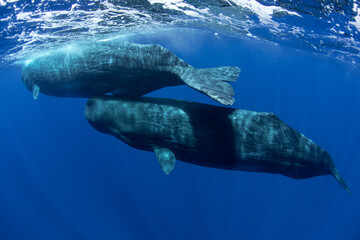 Family of sperm whales swimming in the ocean