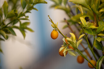 Fresh organic kumquats ripen on the tree