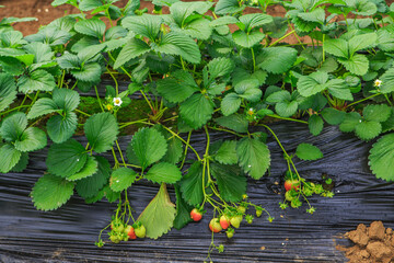 Wild strawberry in the garden 