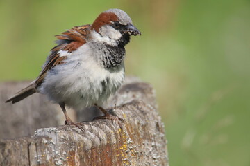 female house sparrow 