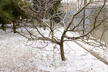 A fruit tree without leaves in a snowy garden - obrazy, fototapety, plakaty