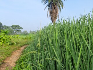 Paddy field  the rain season in India. Beautiful landscape and green rice field in the countryside. Young rice growing in the paddy field. Close up of growing rice plant. Paddy farm in Jharkhand India