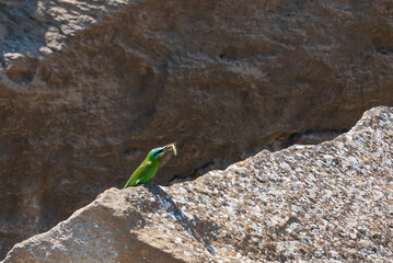 European bee-eater with prey in its beak