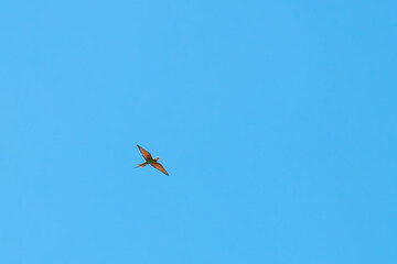 European bee-eater with prey in flight