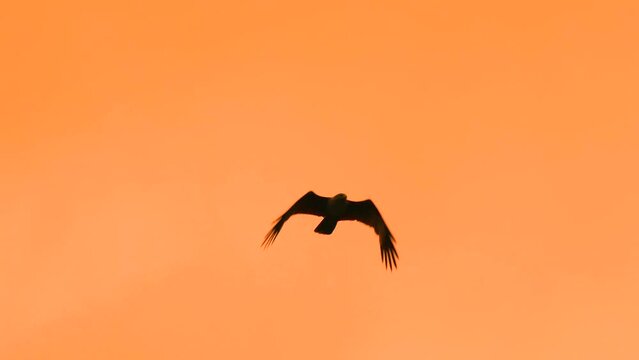 Eagle bird flying high flapping wings in the sky during golden hour sunset. Orange sunlight. Close up bird tracking shot