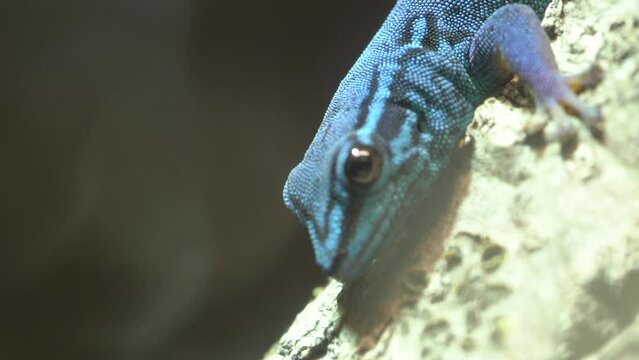 Close Up Shot of Critically Endangered  African Electric Turquoise Dwarf Gecko