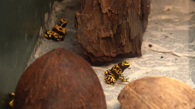 Deadly Dendrobates leucomelas (Yellow-banded poison dart frog) in Captivity