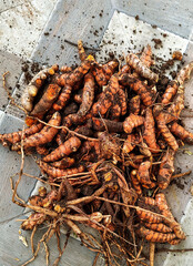 Turmeric cultivation in pots, harvest time Indoor Photo Shoot