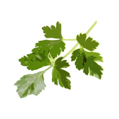coriander