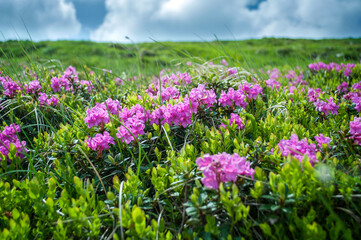 The slopes of Mount Hoverla covered with pink flowers of the Rhododendron myrtifolium (Rhododendron kotschyi)