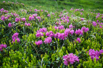 Obraz na płótnie Canvas The slopes of Mount Hoverla covered with pink flowers of the Rhododendron myrtifolium (Rhododendron kotschyi)
