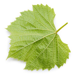 Green Grape leaf on white With clipping path.